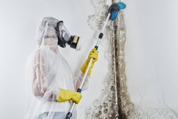 Best Commercial Mold Inspection  in Fulton, NY